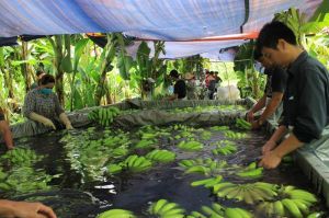 Nhân rộng những vùng chuyên canh sản xuất lớn