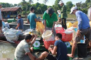 Aquaculture is highly profitable