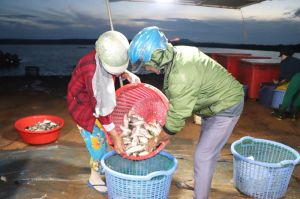 Bến cá Phú Cường rộn ràng ngày mới