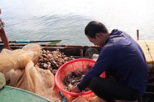 Mưu sinh bằng nghề đánh bắt cá bống cát