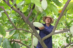 Vì sao dự án cánh đồng lớn ca cao xen điều không phát triển được?