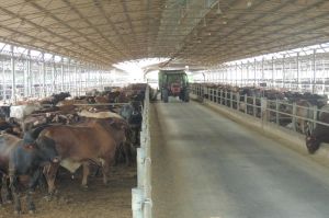 Clean livestock: Solutions to create quality and safe products