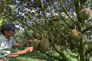 Đồng Nai làm mã số vùng trồng xuất khẩu