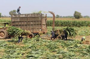 Xuan Loc district aims to build 17 hi-tech agricultural production zones