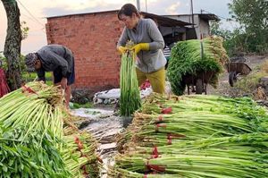 Making a specialized farming area for clean production
