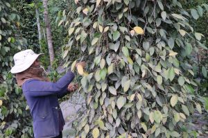 Vụ tiêu “cay” vì vừa mất mùa, mất giá