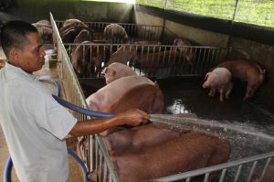 Many challenges for breeders