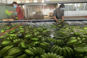 Đồng Nai là thủ phủ trồng chuối xuất khẩu