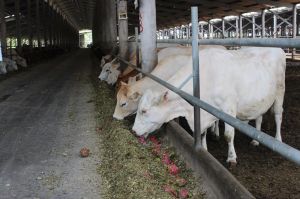 It is necessary to strengthen the protection of the livestock environment