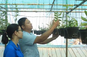 Lập nghiệp với hoa lan, cây kiểng