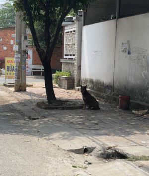 Cần những giải pháp mạnh để xử lý chó, mèo thả rông