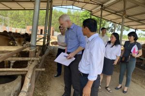 Raiffeisen Federation of Cooperatives - Federal Republic of Germany learns about the cooperative model of raising cows for beef in Dong Nai
