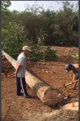 Phát hiện 1 trường hợp khai thác cây rừng trái phép