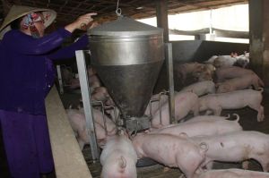 Khó khăn bủa vây ngành chăn nuôi