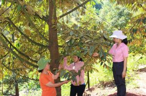 Phát động cuộc thi Mô hình nông nghiệp thông minh thích ứng biến đổi khí hậu