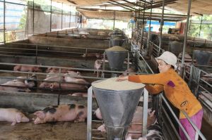 Pork prices slightly increased