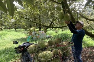 Farmers expect a good season and good prices in the harvest of durians.