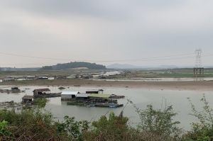 Di dời bè cá khỏi vùng nguy cơ cá chết