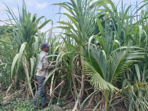 3 cha con cùng làm lại cuộc đời