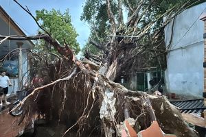 2 cây to bật gốc khi mưa lớn