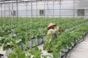 Farmers invest in hi-tech agriculture