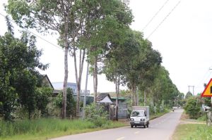 Dong Nai is in the top of the country in planting green trees in rural areas