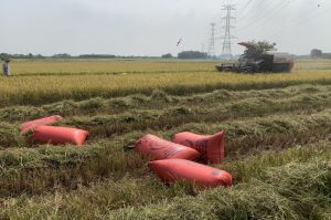 The Winter-spring crop has a good season and a good price