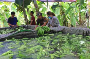 Export of fresh fruit grows well