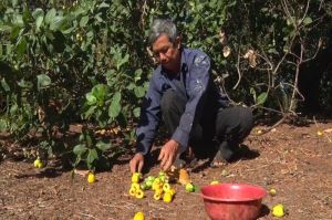 Ngành điều xoay sở trong khó khăn