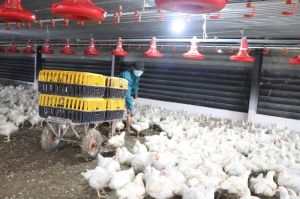Industrial chickens sold below production cost