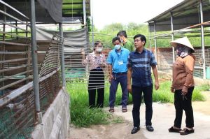 Huyện Thống Nhất 75/98 cơ sở chăn nuôi có giấy phép môi trường