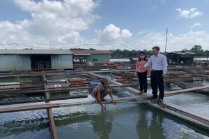 Vùng nuôi cá Hiệp Hòa chưa xảy ra tình trạng cá chết hàng loạt