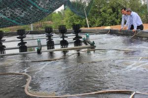高技术饲养龙虾达收入20-30亿盾/年/公顷