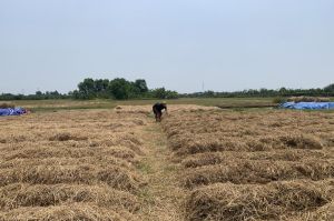 Growing straw mushrooms for good profit
