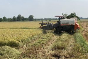 Giá lúa vụ đông xuân tăng cao