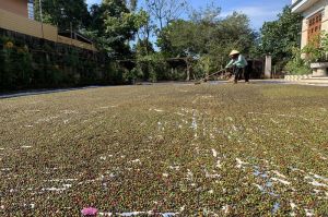 Nguồn cung giảm, giá tiêu tăng cao
