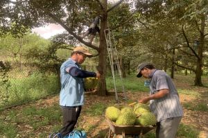 Sầu riêng hết giá “khủng”