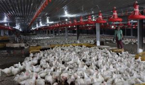 Many challenges for the poultry industry
