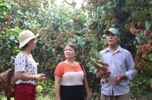 Dong Nai enters fruit season