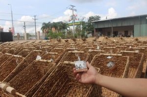 Common water hyacinth goes international