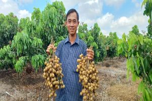 Starting a business with Thai IDO longan farming