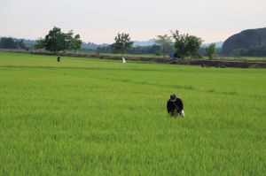 Tan Phu district towards organic rice production