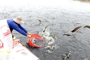 6.	Tan Phu district establishes nearly 1,9 thousand hectares for aquaculture