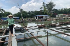 Tồn hơn 1 ngàn tấn cá, người nuôi lo cá chết khi giao mùa