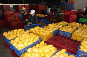 Weak links in mango’s supply chain