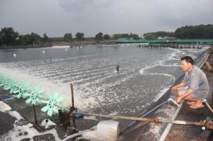 SHRIMP FARMING FACING DIFFICULTIES