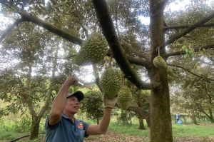 Hoping for a profitable durian harvest
