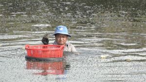 Nuôi tôm càng xanh cho lợi nhuận cao