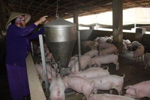 Thị trường heo hơi hình thành mặt bằng giá mới