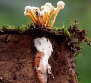 Người dân tuyệt đối không ăn các loại nhộng, ấu trùng, côn trùng lạ